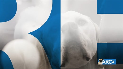 Experts say their defining attribute is character: loyalty, courage, confidence, the ability to learn commands for many tasks, and the willingness to put their life on the line in defense of loved ones. Meet the German Shepherd Dog! | AKCtv