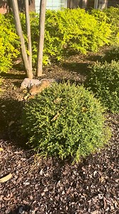The Beauty of a Rounded Bush 🌳 Simple yet stunning #landscaping #landscapedesign #bushes #greenery #gardenideas #curbappeal #backyardvibes #frontyardgoals #landscapeinspiration #outdooroasis #plantdecor #gardeninspiration #shrubdesign #luxurylandscaping #houstontx #houstontexas #beforeandafter #hardscape #edensgarden #BackyardTransformation | Eden's Garden