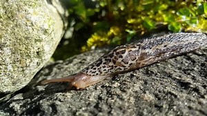 Leopard Slug On Rock Moving Forward Stock Footage Video (100% Royalty-free) 20165521 | Shutterstock