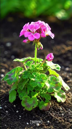 Timelapse Pink Geranium Bloom ✨ | 4K Ultra HD
