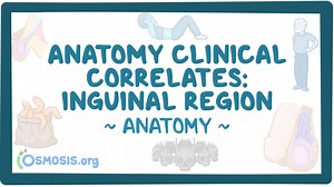 Anatomy clinical correlates: Inguinal region: Video, Causes, & Meaning | Osmosis