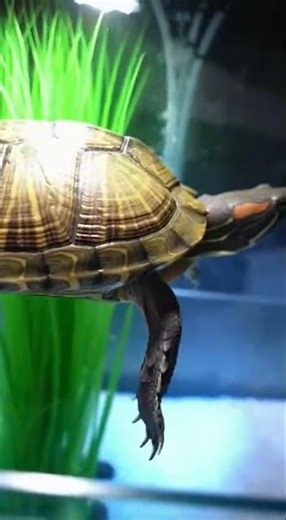 Senior Turtle Gets First Clean Tank in Decades