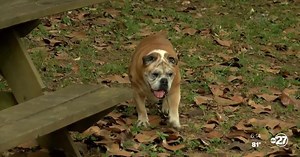 Leon County Humane Society needs community manpower to save more dogs