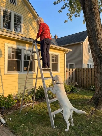 I WAS ON THE LADDER TRIMMING BRANCHES WHEN MY DOG BIT MY PANT LEG AND PULLED ME DOWN—THEN I REALIZED WHY HE HAD ACTED SO STRANGELY. I remember that day clearly. The morning was gray: the sky covered with clouds, the air still and heavy. It seemed like rain could pour at any moment. But I decided not to postpone the task—I needed to cut the dry branches of the old apple tree near the house. The ladder had been ready for a long time, and despite the gloomy sky, I thought: I’ll do it today. I place