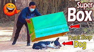 3.5M views · 10K reactions | Big Box vs Real Dog Prank Very Funny With Surprise Scared Reaction - Try Not To Laugh Prank Video | SRTV Club | Facebook