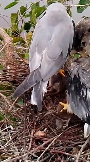Black winged kite Birds#BirdsOfInstagram#BirdLovers#WildBirds#PetBirds#BirdTok popular on TikTok36