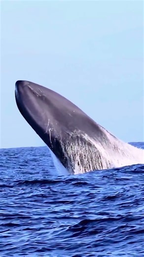Dünyanın En Büyük Hayvanı 😳🐋