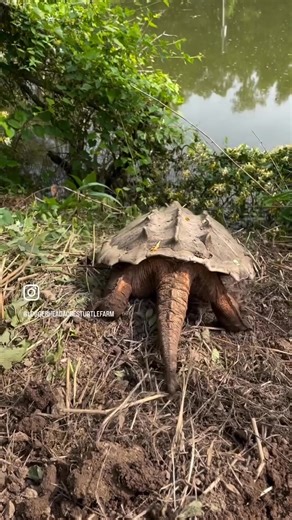 4K views · 181 reactions | Oh the sounds and strides of #nature ....