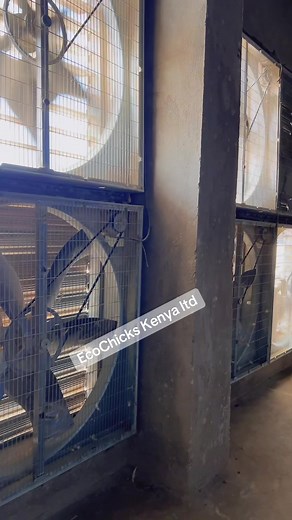 Inside the automated brooder house where technology takes the lead in poultry care 🐥🏠# #creatorsearchinsight #broodingchicks #poultrycare #poultryfarming #farmtechnology #agritech #kenyantiktok🇰🇪 #tiktokkenya #trendingvideo #fyp #onthisday #tiktokviral