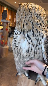 Beautiful owl | Animals World , Nature & Quotes