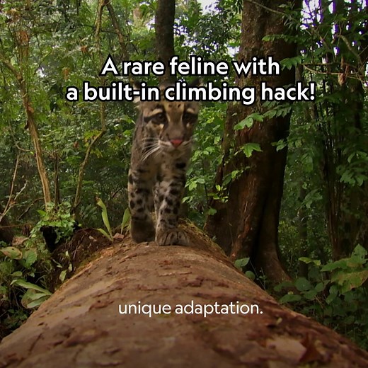 Using their unique adaptations, these clouded leopards make climbing look effortless 🤩 | National Geographic Animals