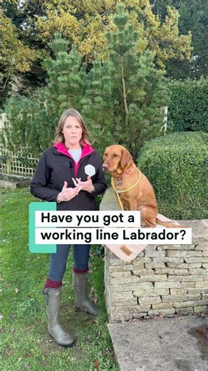 Have you got a working line Labrador?