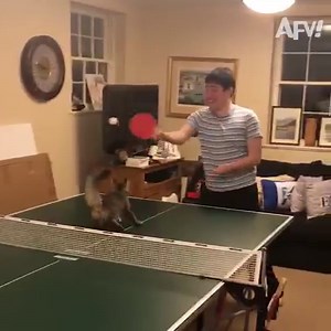 Don'tcha just love kitties? 😹 | America's Funniest Home Videos