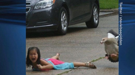 Goose Attack Goes Viral