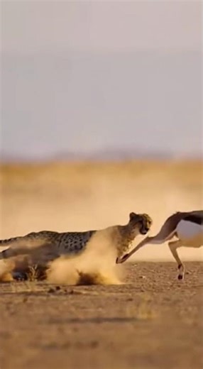 Cheetah vs Springbok – Desert Speed Duel