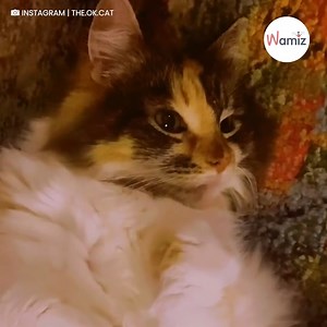 😹😹 . . Crédits : Instagram @THE.OK.CAT | Wamiz