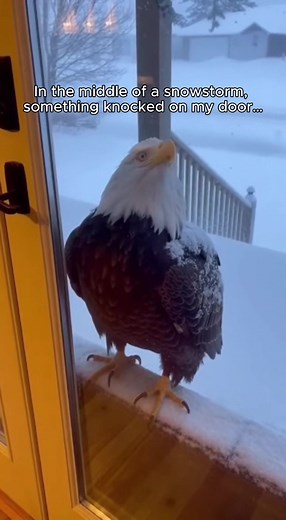 Unexpected Snowstorm Encounter with Animals