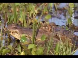 Riesenschlangen (2/2)