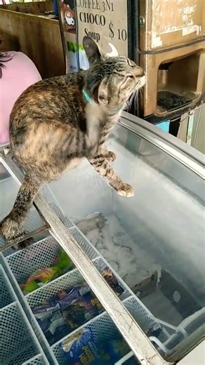 how much is your ice cream, kitty?