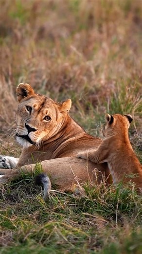 Crazy Wild Animals! 🦦 #shorts #wildlife #nature #animals