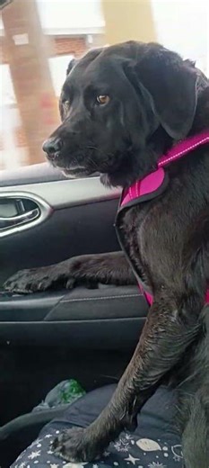 #roaddog The most human dog riding shotgun. #justchilling