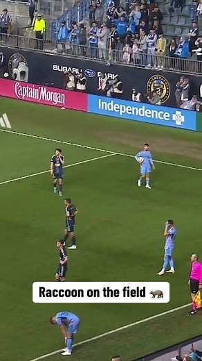 Raccoon Surprises Fans During Soccer Match