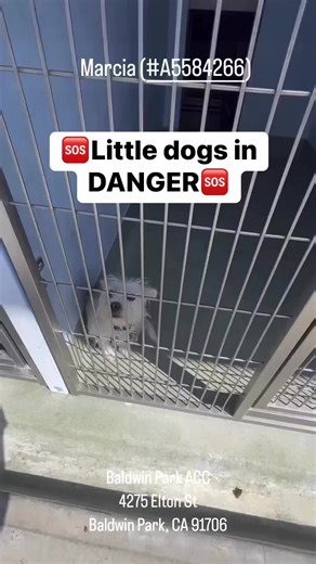 29K views · 851 reactions | #A5584266 MARCIA Marcia is a tiny...