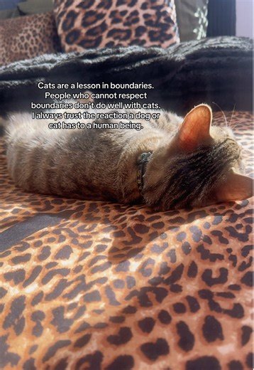 Understanding Cat Boundaries and Consent