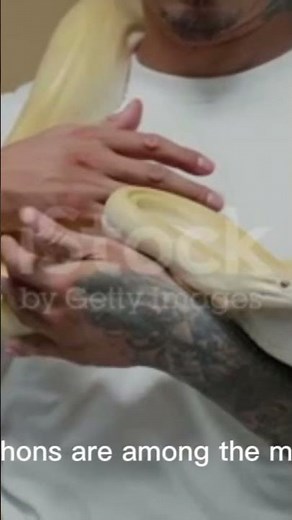 🐍 Handling a Massive Python Snake Up Close. v😲 #snake #wildlife #shortsfeed #python