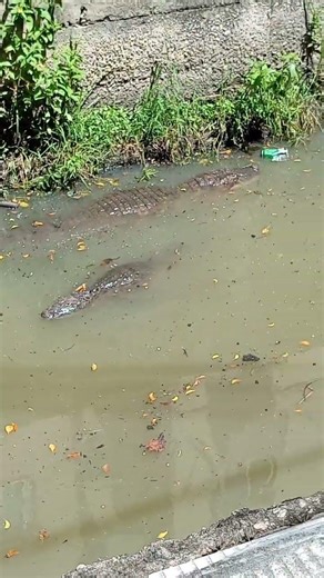 tudo sobre o jacaré da favela