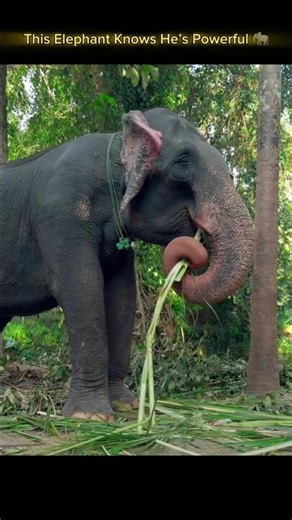 Giant Elephant’s Power & Intelligence | Wildlife Moments #shorts