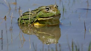 Male African giant bullfrog (Pyxicephalus adspersus) sitting in shallow water, South Africa