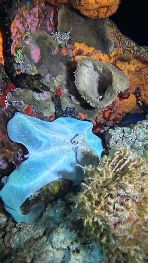 Such amazing creatures | I Love The Ocean