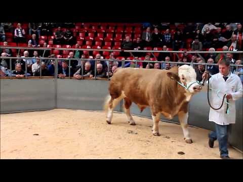 Dingwall Auction Mart - Pedigree Bull Show & Sale - 22 April 2015