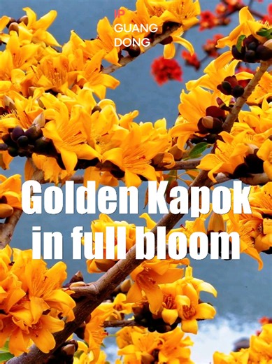 Across Guangdong, spring means one thing—the kapok trees are on fire 🔥🌸 The classic fiery-red kapok is a familiar sight, lighting up city streets and skylines. But here's something you might not have seen before… 👀 ✨ Golden kapok flowers ✨ This rare beauty isn't the result of artificial cultivation. It's a precious and naturally occurring subspecies—bright, radiant, and truly one of a kind 💛🌼 In Chinese culture, gold symbolizes prosperity and wealth 💰🌟 So consider this your golden blessin