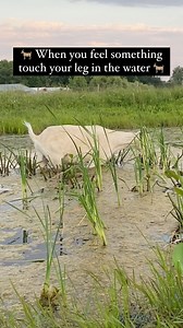 159K views · 6.9K reactions | When you feel something touch your leg...