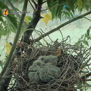 Dove feeding babies while sitting on them Feeding time | Review Bird Nest