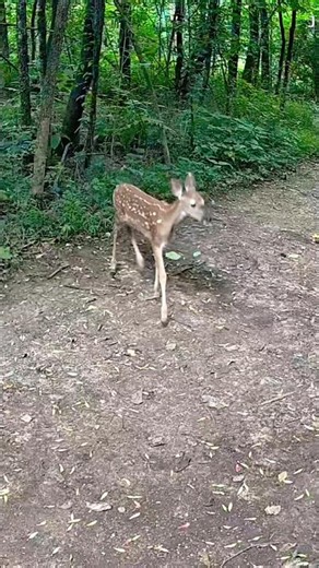 Adorable Baby Fawn Stops to Say Hello! Incredible Close-Up ❤️