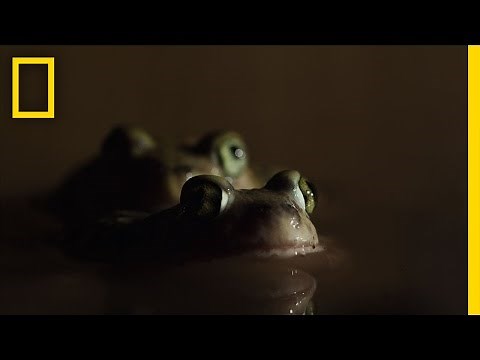 Romantic Toad Romp | Untamed Americas