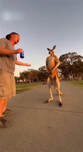 Guy Gets In Fight With Kangaroo... didn't go too well :// . . . . . . . . #aussie #kangaroo #australia #fighter #drunkdrunk | Virtual Venture