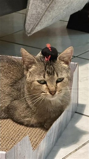 Tiny cat, giant world