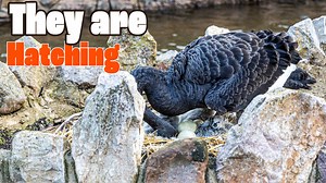 2.8K views · 185 reactions | I noticed at 7:10am there was movement on the nest, so I grabbed my camera and took it down. Let us know in the comments how many cygnets you see! #blackswans #dawlishswans #dawlishwaterfowl | Coast Cams | Facebook