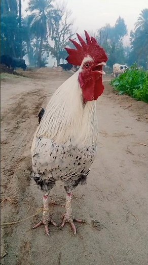 rooster morning sound effect #suara #shorts #birds