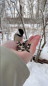 Black capped chickadees and tufted titmouse 💕🪶