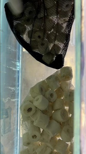 How Does Nitrifying Bacteria Enter A New Aquarium Naturally