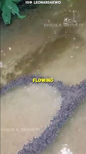 How Ants Build Living Bridges to Cross Water!