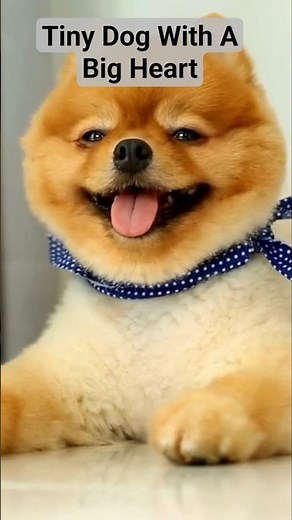 Dog Facts/ Pomeranian Companion Snapshot #animallover #doglovers