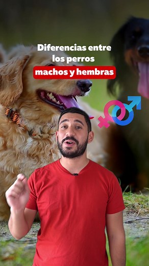 Te contamos las diferencias entre perros machos y hembras. ♂️🐕♀️ #Superpet #perros #dog #perromacho #peludita #dogsoftiktok #curisosidades #fyp
