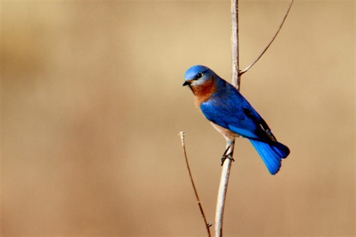 ‘Explore birds doing amazing bird things’ with help from these DNR texts