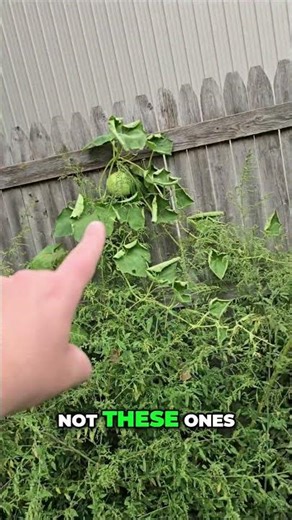 Ornamental Gourds Everywhere—Big Ones with Wild Colors